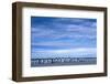 Antarctic, Gentoo penguin group-George Theodore-Framed Photographic Print