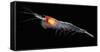 Antarctic Krill (Euphausia Superba), Southern Ocean, Antarctica-null-Framed Stretched Canvas