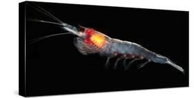 Antarctic Krill (Euphausia Superba), Southern Ocean, Antarctica-null-Stretched Canvas