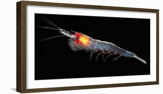 Antarctic Krill (Euphausia Superba), Southern Ocean, Antarctica-null-Framed Photographic Print