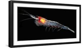 Antarctic Krill (Euphausia Superba), Southern Ocean, Antarctica-null-Framed Photographic Print