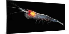 Antarctic Krill (Euphausia Superba), Southern Ocean, Antarctica-null-Mounted Photographic Print