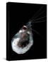 Antarctic Krill (Euphausia Superba), Southern Ocean, Antarctica-null-Stretched Canvas