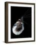 Antarctic Krill (Euphausia Superba), Southern Ocean, Antarctica-null-Framed Photographic Print