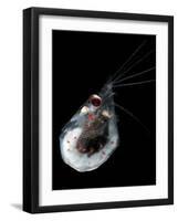 Antarctic Krill (Euphausia Superba), Southern Ocean, Antarctica-null-Framed Photographic Print