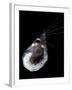 Antarctic Krill (Euphausia Superba), Southern Ocean, Antarctica-null-Framed Photographic Print