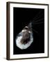 Antarctic Krill (Euphausia Superba), Southern Ocean, Antarctica-null-Framed Photographic Print