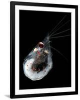 Antarctic Krill (Euphausia Superba), Southern Ocean, Antarctica-null-Framed Photographic Print