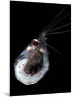 Antarctic Krill (Euphausia Superba), Southern Ocean, Antarctica-null-Mounted Photographic Print