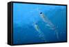 Antarctic Krill-null-Framed Stretched Canvas