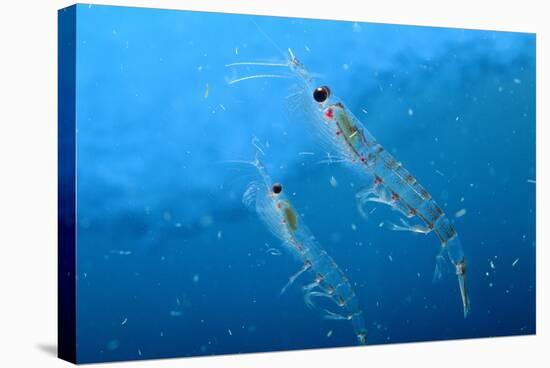Antarctic Krill-null-Stretched Canvas