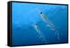 Antarctic Krill-null-Framed Stretched Canvas