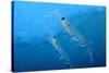 Antarctic Krill-null-Stretched Canvas