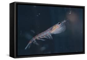 Antarctic Krill-W. Perry Conway-Framed Stretched Canvas