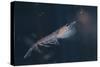 Antarctic Krill-W. Perry Conway-Stretched Canvas