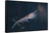 Antarctic Krill-W. Perry Conway-Framed Stretched Canvas