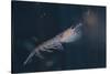 Antarctic Krill-W. Perry Conway-Stretched Canvas