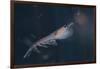 Antarctic Krill-W. Perry Conway-Framed Photographic Print