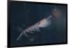 Antarctic Krill-W. Perry Conway-Framed Photographic Print