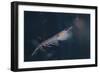 Antarctic Krill-W. Perry Conway-Framed Photographic Print