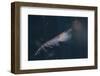 Antarctic Krill-W. Perry Conway-Framed Photographic Print