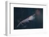 Antarctic Krill-W. Perry Conway-Framed Photographic Print