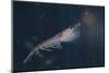 Antarctic Krill-W. Perry Conway-Mounted Photographic Print