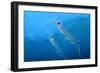 Antarctic Krill-null-Framed Photographic Print