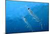 Antarctic Krill-null-Mounted Photographic Print