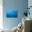 Antarctic Krill-null-Photographic Print displayed on a wall