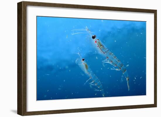 Antarctic Krill-null-Framed Photographic Print