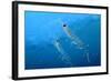 Antarctic Krill-null-Framed Photographic Print