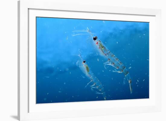 Antarctic Krill-null-Framed Photographic Print