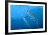 Antarctic Krill-null-Framed Photographic Print