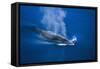 Antarctic Minke Whale Surfacing-null-Framed Stretched Canvas