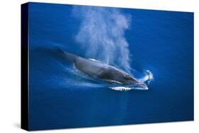 Antarctic Minke Whale Surfacing-null-Stretched Canvas