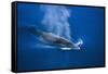 Antarctic Minke Whale Surfacing-null-Framed Stretched Canvas