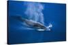 Antarctic Minke Whale Surfacing-null-Stretched Canvas