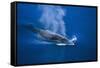 Antarctic Minke Whale Surfacing-null-Framed Stretched Canvas