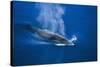 Antarctic Minke Whale Surfacing-null-Stretched Canvas