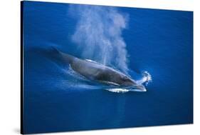 Antarctic Minke Whale Surfacing-null-Stretched Canvas