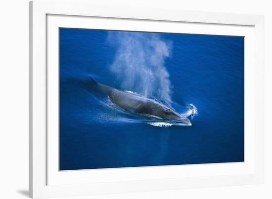 Antarctic Minke Whale Surfacing-null-Framed Photographic Print