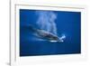 Antarctic Minke Whale Surfacing-null-Framed Photographic Print