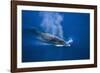 Antarctic Minke Whale Surfacing-null-Framed Photographic Print