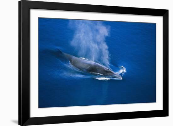 Antarctic Minke Whale Surfacing-null-Framed Photographic Print