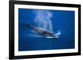 Antarctic Minke Whale Surfacing-null-Framed Photographic Print