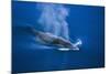 Antarctic Minke Whale Surfacing-null-Mounted Photographic Print