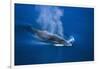 Antarctic Minke Whale Surfacing-null-Framed Photographic Print