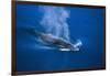 Antarctic Minke Whale Surfacing-null-Framed Photographic Print