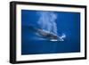 Antarctic Minke Whale Surfacing-null-Framed Photographic Print